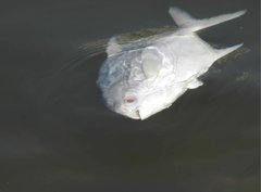 Trachinotus
