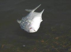 Trachinotus