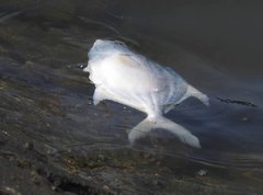 Trachinotus