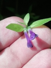 Scutellaria dumetorum