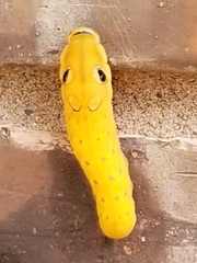 Papilio troilus troilus