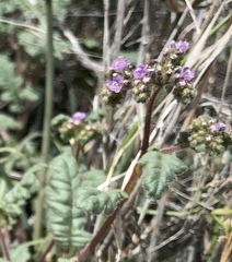 Phacelia coerulea