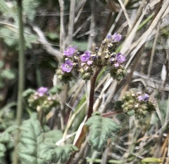 Phacelia coerulea