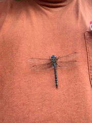 Rhionaeschna multicolor