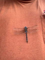 Rhionaeschna multicolor