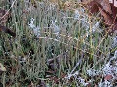 Cladonia maxima