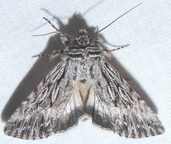 Sympistis poliochroa
