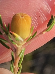 Phylica lachneaeoides