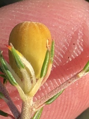 Phylica lachneaeoides