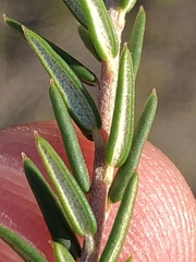 Phylica lachneaeoides