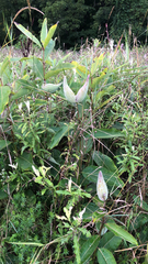 Asclepias syriaca