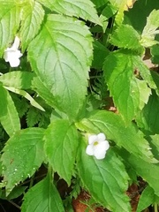 Achimenes occidentalis