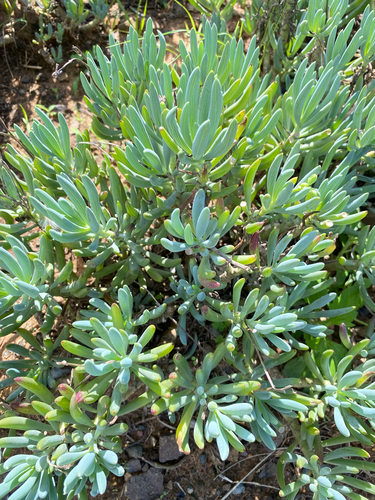Curio talinoides var. mandraliscae