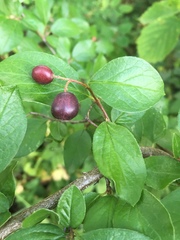 Cotoneaster lucidus