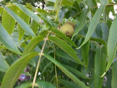 Juglans nigra