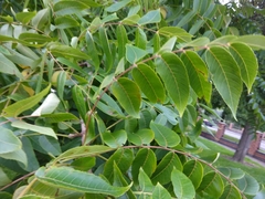 Juglans nigra