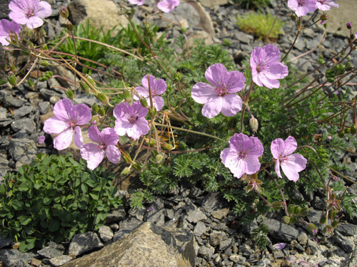 Erodium absinthoides