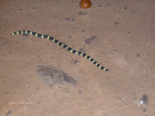 Mexican Short-tail Snake, Sympholis lippiens