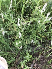 Vicia pulchella