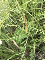 Vicia pulchella
