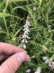 Vicia pulchella