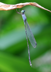 Indolestes tenuissimus
