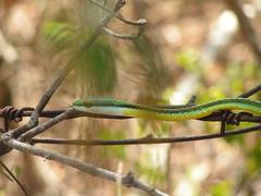 Leptophis diplotropis