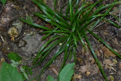 Carex pedunculata