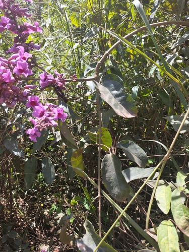 Fridericia chica, photograph 5