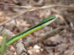 Leptophis diplotropis