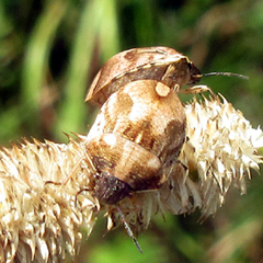 Homaemus