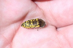 Acmaeodera auritincta