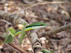 Leptophis diplotropis