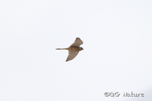 Lesser Kestrel