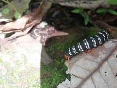 Xanthopastis timais