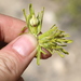 Cordylanthus rigidus rigidus - Photo (c) Jacob Smith, algunos derechos reservados (CC BY-NC-ND), subido por Jacob Smith
