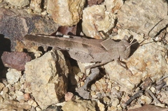 Trimerotropis thalassica