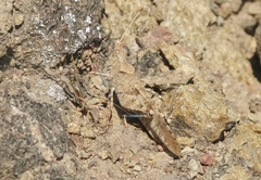 Trimerotropis thalassica