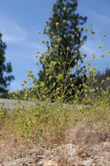 Cordylanthus rigidus rigidus