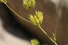 Cordylanthus rigidus rigidus