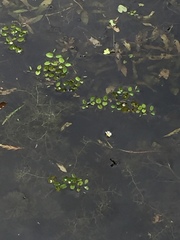 Salvinia molesta