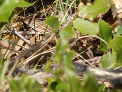 Psammodromus edwarsianus