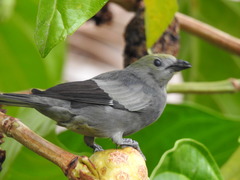 Thraupis palmarum