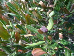 Cneorum tricoccon
