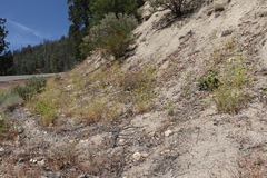 Cordylanthus rigidus rigidus