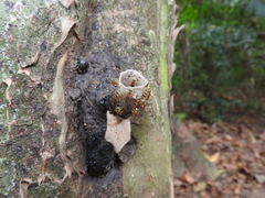 Tetragonisca angustula