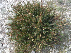 Cneorum tricoccon