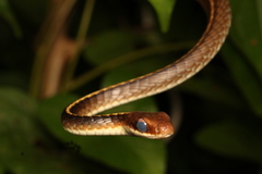 Boettger's Sipo photo 4
