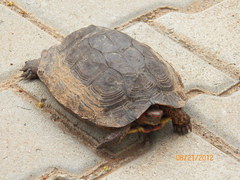 Rhinoclemmys pulcherrima rogerbarbouri