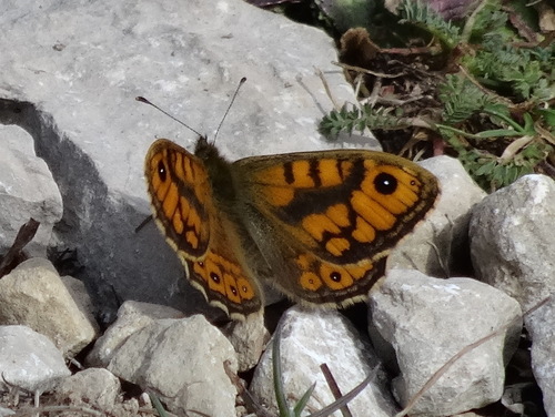 Photo of Wall Brown (Lasiommata megera)